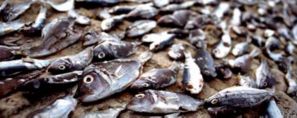 Dried Fish